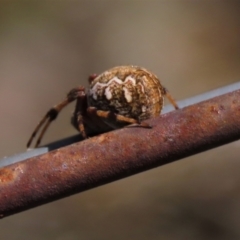 Salsa fuliginata at Dry Plain, NSW - 14 Mar 2022