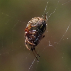 Salsa fuliginata at Dry Plain, NSW - 14 Mar 2022