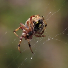 Salsa fuliginata at Dry Plain, NSW - 14 Mar 2022