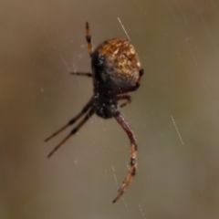 Salsa fuliginata at Dry Plain, NSW - 14 Mar 2022