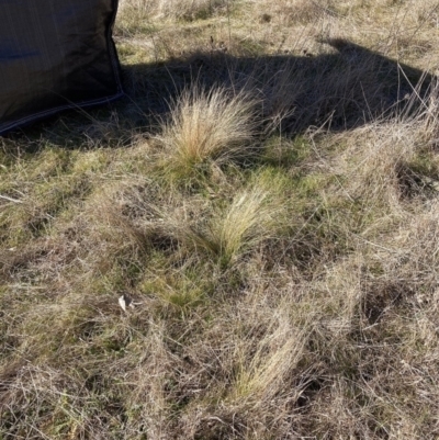 Nassella trichotoma (Serrated Tussock) at Watson, ACT - 17 Jul 2023 by waltraud