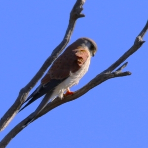 Falco cenchroides at Paddys River, ACT - 17 Jul 2023