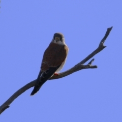 Falco cenchroides at Paddys River, ACT - 17 Jul 2023 12:56 PM