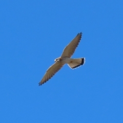 Falco cenchroides at Paddys River, ACT - 17 Jul 2023 12:56 PM