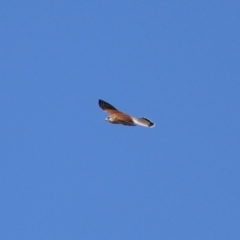 Falco cenchroides at Paddys River, ACT - 17 Jul 2023 12:56 PM