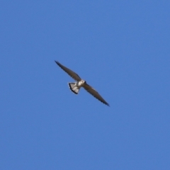 Falco cenchroides at Paddys River, ACT - 17 Jul 2023 12:56 PM