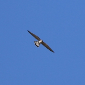 Falco cenchroides at Paddys River, ACT - 17 Jul 2023