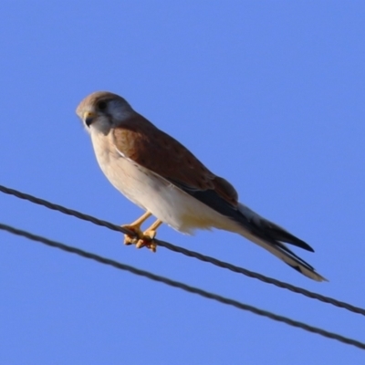 Falco cenchroides (Nankeen Kestrel) at Paddys River, ACT - 17 Jul 2023 by RodDeb