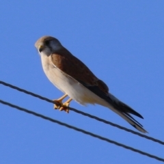 Falco cenchroides at Paddys River, ACT - 17 Jul 2023