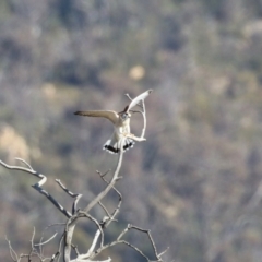 Falco cenchroides at Paddys River, ACT - 17 Jul 2023