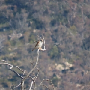 Falco cenchroides at Paddys River, ACT - 17 Jul 2023