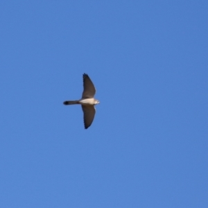 Falco cenchroides at Paddys River, ACT - 17 Jul 2023