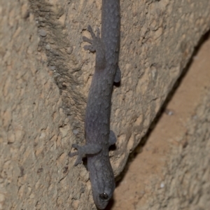 Christinus marmoratus at Higgins, ACT - 16 Jul 2023