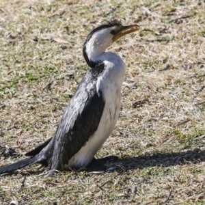 Microcarbo melanoleucos at Kingston, ACT - 11 Jul 2023