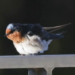 Hirundo neoxena (Welcome Swallow) at Kingston, ACT - 11 Jul 2023 by AlisonMilton