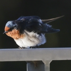 Hirundo neoxena at Kingston, ACT - 11 Jul 2023 11:22 AM