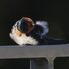 Hirundo neoxena at Kingston, ACT - 11 Jul 2023 11:22 AM