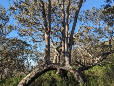 Eucalyptus melliodora (Yellow Box) at Mount Ainslie - 16 Jul 2023 by abread111