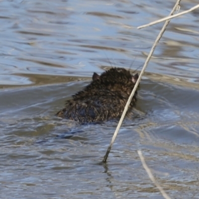 Hydromys chrysogaster (Rakali or Water Rat) at Jerrabomberra Wetlands - 11 Jul 2023 by AlisonMilton