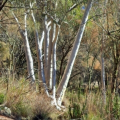 Eucalyptus rossii (Inland Scribbly Gum) at Watson, ACT - 9 Jul 2023 by abread111