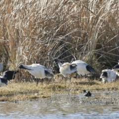 Threskiornis molucca (Australian White Ibis) at Jerrabomberra Wetlands - 11 Jul 2023 by AlisonMilton