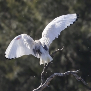 Threskiornis molucca at Fyshwick, ACT - 11 Jul 2023