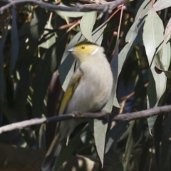 Ptilotula penicillata (White-plumed Honeyeater) at Fyshwick, ACT - 11 Jul 2023 by AlisonMilton