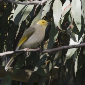 Ptilotula penicillata at Fyshwick, ACT - 11 Jul 2023