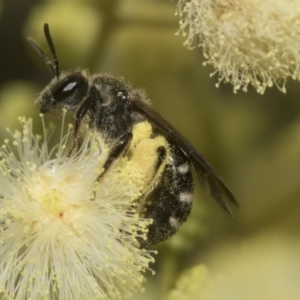 Lasioglossum (Chilalictus) sp. (genus & subgenus) at Higgins, ACT - 29 Nov 2022