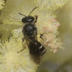 Lasioglossum (Chilalictus) sp. (genus & subgenus) at Higgins, ACT - 29 Nov 2022