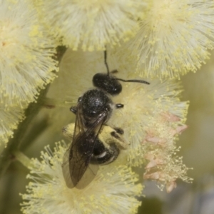 Lasioglossum (Chilalictus) sp. (genus & subgenus) at Higgins, ACT - 29 Nov 2022