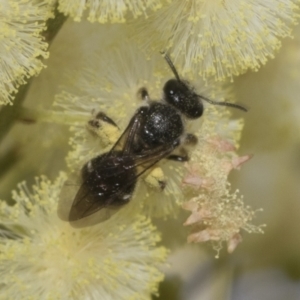 Lasioglossum (Chilalictus) sp. (genus & subgenus) at Higgins, ACT - 29 Nov 2022