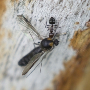 Crematogaster sp. (genus) at Harden, NSW - 27 Mar 2023