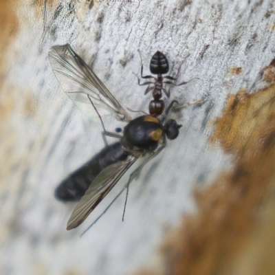 Crematogaster sp. (genus) (Acrobat ant, Cocktail ant) at Harden, NSW - 27 Mar 2023 by AlisonMilton