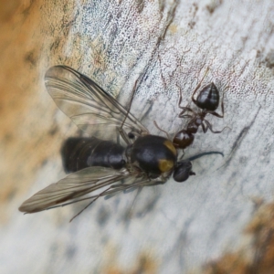 Crematogaster sp. (genus) at Harden, NSW - 27 Mar 2023