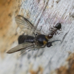 Crematogaster sp. (genus) at Harden, NSW - 27 Mar 2023