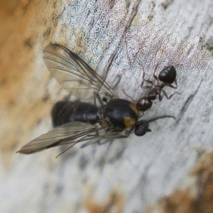 Crematogaster sp. (genus) at Harden, NSW - 27 Mar 2023