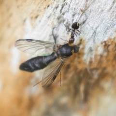 Crematogaster sp. (genus) at Harden, NSW - 27 Mar 2023