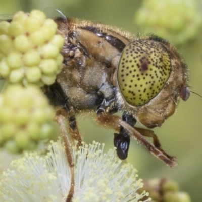 Eristalinus punctulatus (Golden Native Drone Fly) at Higgins, ACT - 27 Nov 2022 by AlisonMilton