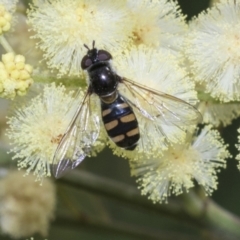 Melangyna viridiceps (Hover fly) at Higgins, ACT - 27 Nov 2022 by AlisonMilton