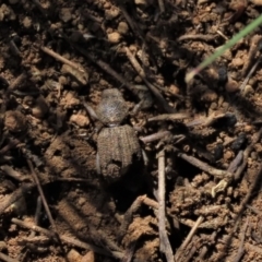 Cubicorhynchus sp. (genus) (Ground weevil) at Dry Plain, NSW - 30 Oct 2021 by AndyRoo