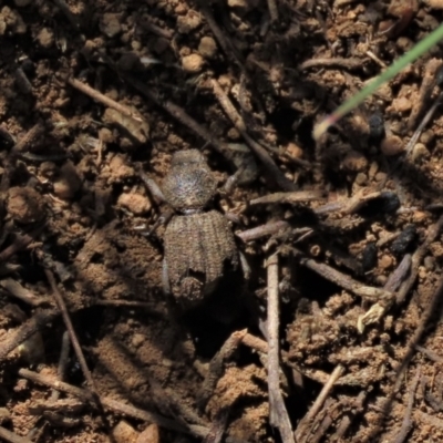 Cubicorhynchus sp. (genus) (Ground weevil) at Dry Plain, NSW - 29 Oct 2021 by AndyRoo