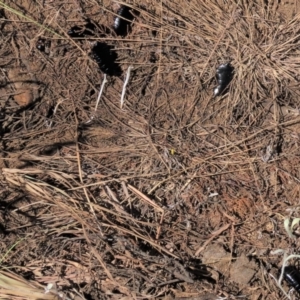 Platyzosteria sp. (genus) at Dry Plain, NSW - 30 Oct 2021