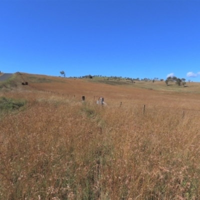 Themeda triandra (Kangaroo Grass) at Dry Plain, NSW - 14 Mar 2022 by AndyRoo