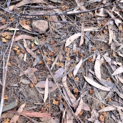 Calyptorhynchus lathami (Glossy Black-Cockatoo) at Fitzroy Falls, NSW - 17 Jul 2023 by plants