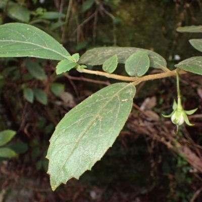 Fieldia australis at Fitzroy Falls, NSW - 17 Jul 2023 by plants