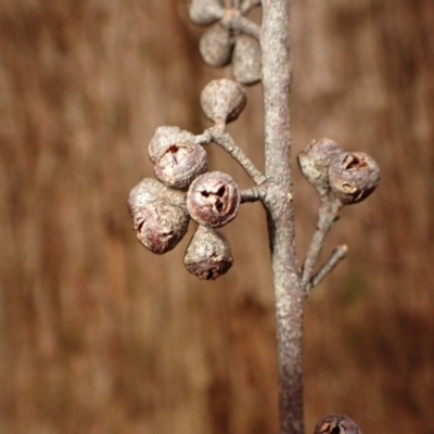 Eucalyptus fastigata (Brown Barrel) at Fitzroy Falls, NSW - 17 Jul 2023 by plants