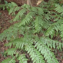 Diplazium australe (Austral Lady Fern) at Robertson, NSW - 17 Jul 2023 by plants