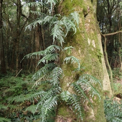 Microsorum scandens (Fragrant Fern) at Robertson, NSW - 17 Jul 2023 by plants