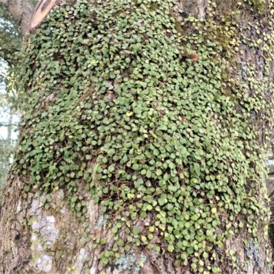 Pyrrosia rupestris (Rock Felt Fern) at Robertson, NSW - 17 Jul 2023 by plants